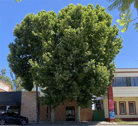 plane trees2.jpg