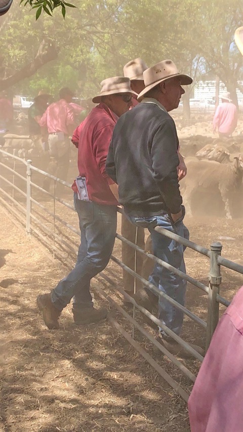 deni saleyards