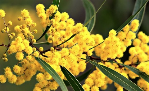 wattle.jpg